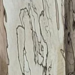 Spalted Maple