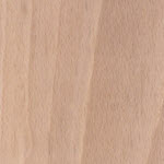 European Beech